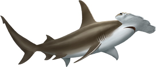 Hammerhead Shark (544x233), Png Download