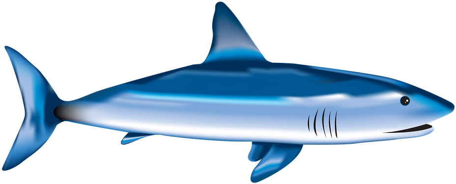 Fish, Shark, Sea, Underwater, Nature - Shark (498x340), Png Download