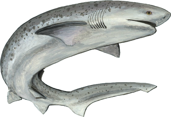 Dungeon Masters Only - Seven Gilled Shark Eating (561x386), Png Download