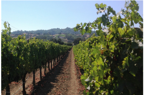 Michael-scott Wines - Wine (650x306), Png Download