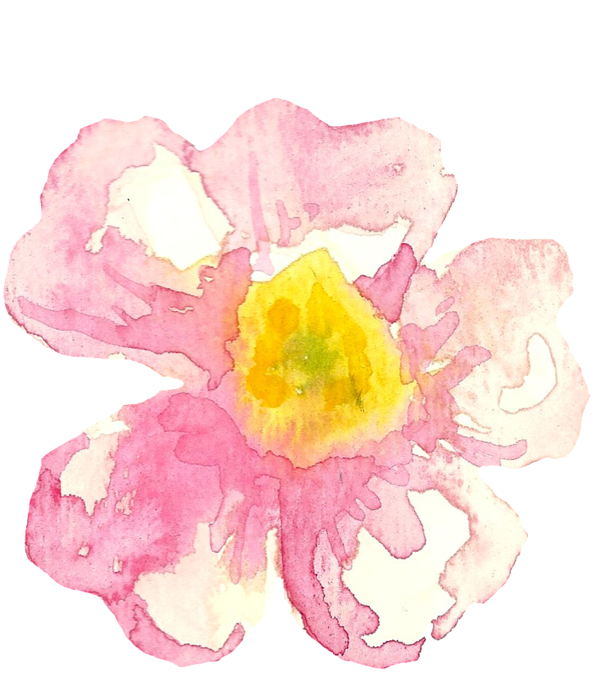Rosa Dumalis (1024x1195), Png Download