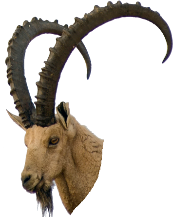 Sprite Glass Bottle Png - Stambecco Png (363x466), Png Download