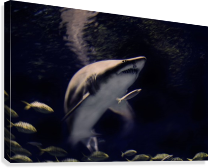 Shark Art - Great White Shark (429x346), Png Download