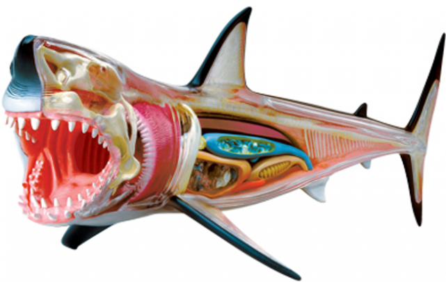 Great White Shark Anatomy Model - Tedco 4d Vision Great White Shark (640x640), Png Download