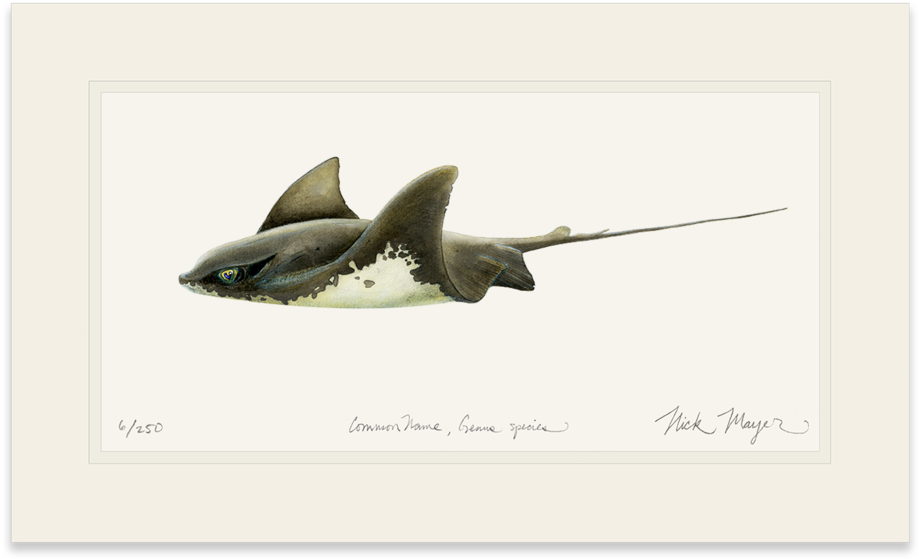 Bat Ray (1023x664), Png Download