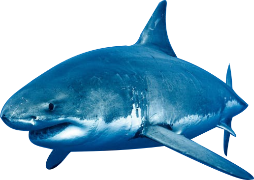 Shark - Portable Network Graphics (516x366), Png Download