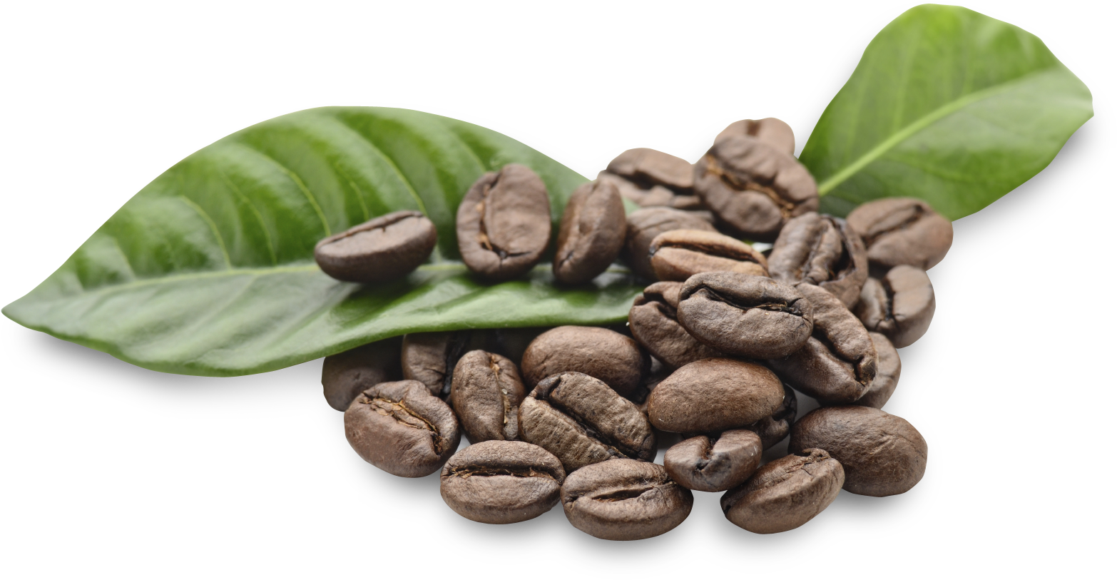 Arabica Coffee Beans Png (1703x1127), Png Download