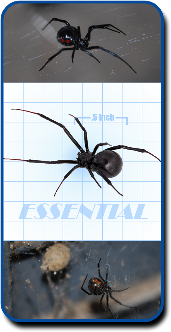 Unfortunately For Homeowners, Black Widows Are One - Brown Widow (600x1200), Png Download