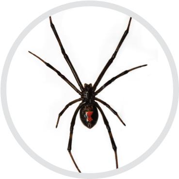 Eliminating Black Widows At Your Area - Black Widow Spider No Background (400x400), Png Download