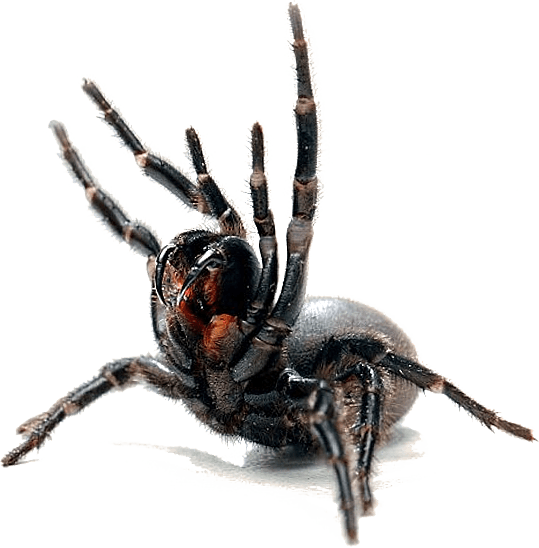 Spiders Commonly Found In The Canberra Act Area - Black Widow (539x548), Png Download