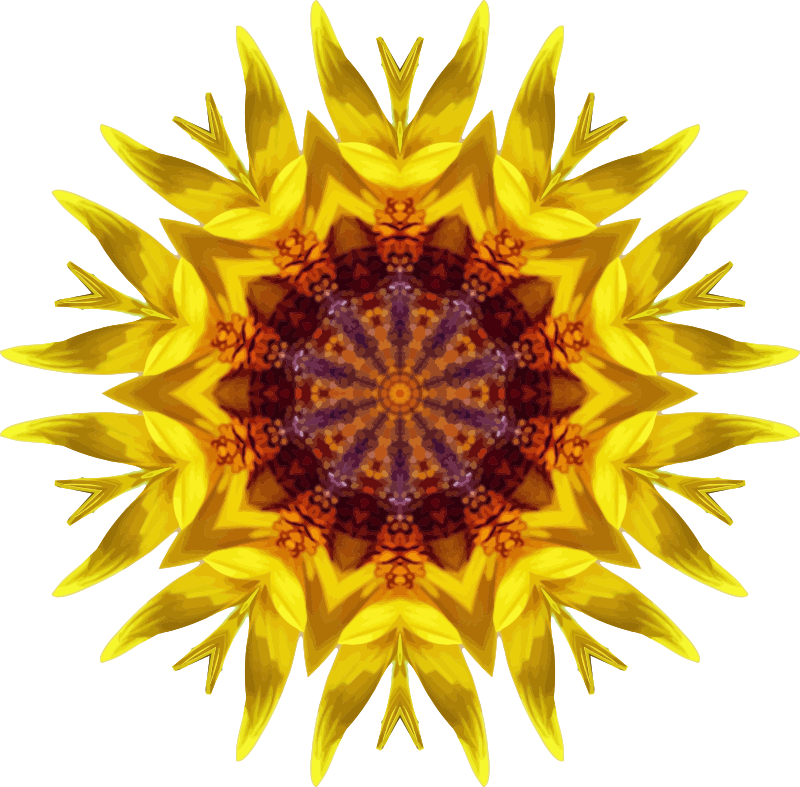 Medium Image - Common Sunflower (800x787), Png Download