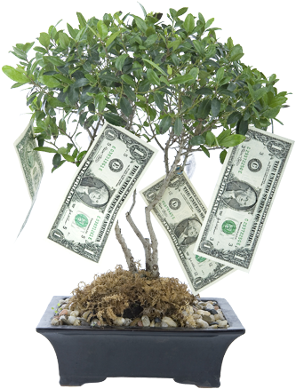 Money Tree - Money Blessings (350x458), Png Download