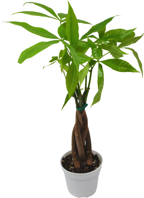 Money Tree 'guiana Chestnut' - Guiana Chestnut (1057x700), Png Download