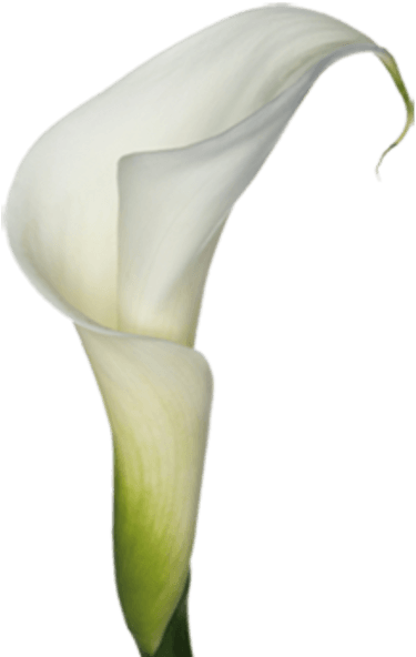 Calla Lilies Clip Art - White Calla Lily Png (376x600), Png Download