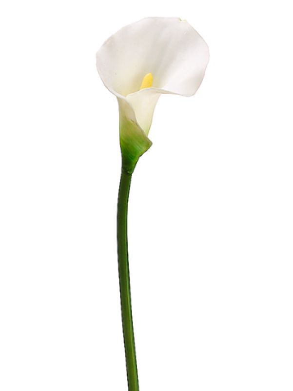 21" Pvc Calla Lily Stem White - Arum (800x800), Png Download