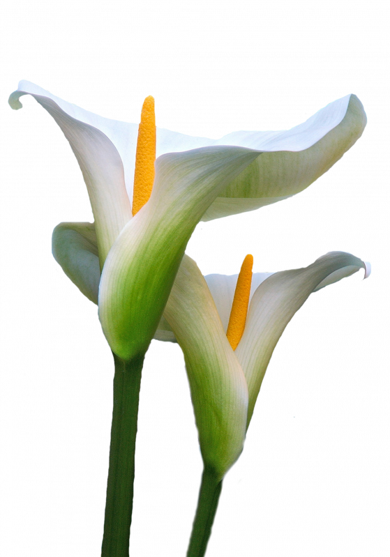 Calla Lily, Macro Photography, Decoupage, Flowers, - Cala Flor Png (559x799), Png Download