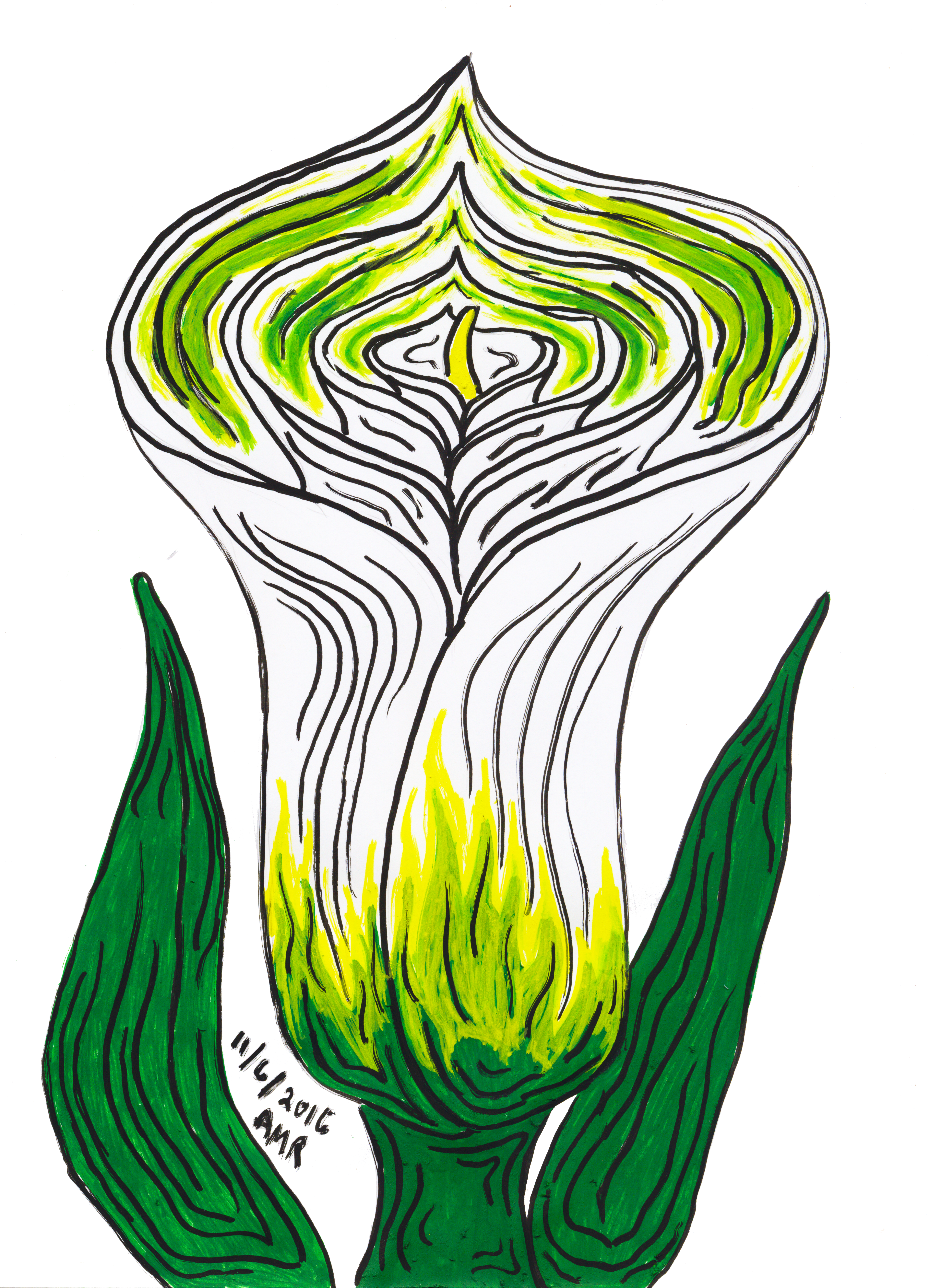 Calla Lily (4728x6551), Png Download