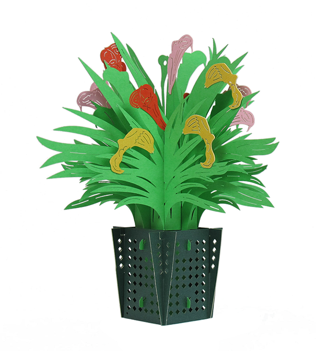 Calla Lily Basket - Houseplant (1280x720), Png Download
