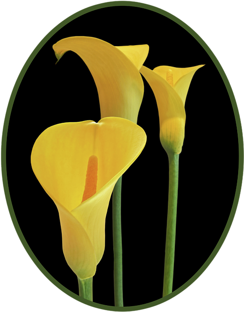 Click And Drag To Re-position The Image, If Desired - Art (551x700), Png Download