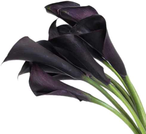 Deep Purple Calla Lilies - Black Calla Lily Flower (500x500), Png Download