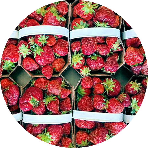 Png Free Stock Fresh Fruits Vergers Pierre Temblay - Portable Network Graphics (600x600), Png Download