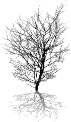 Image Of The Shadow Of The Tree Choice B - Vector Graphics (287x494), Png Download