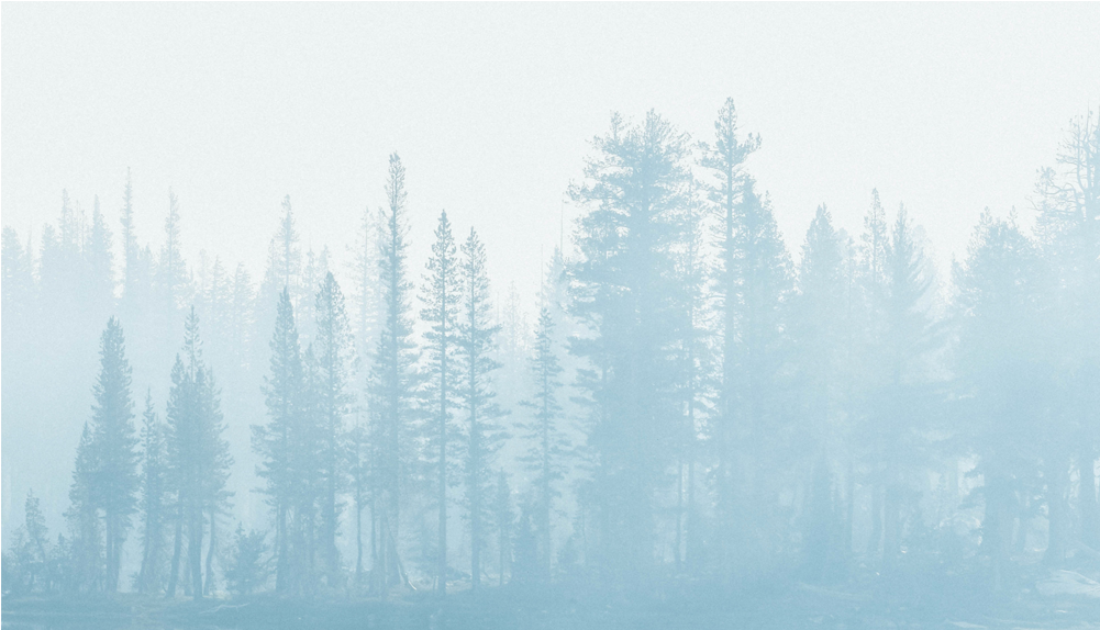 Score 50% - Spruce-fir Forest (1000x1000), Png Download