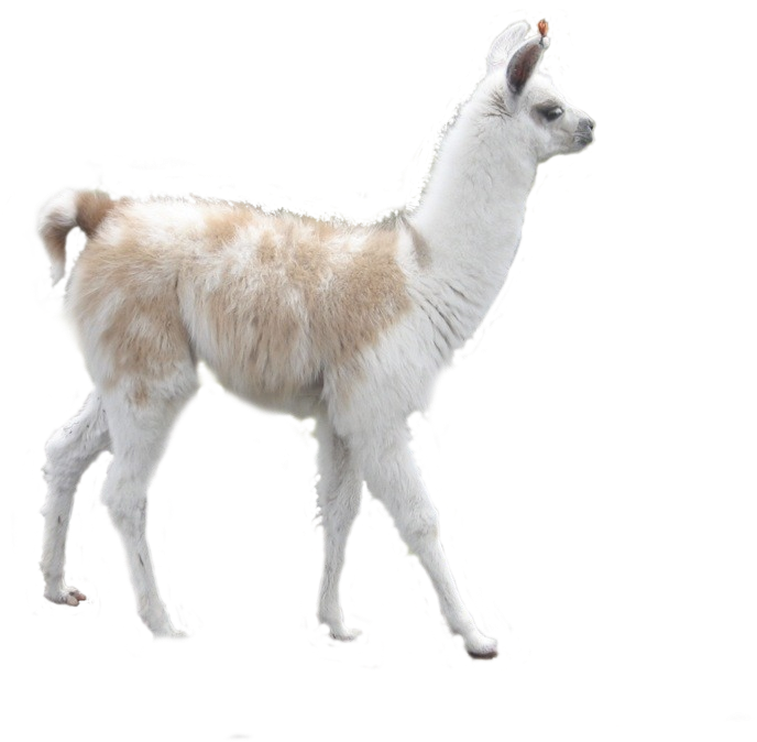 Banner Royalty Free Stock Png For Free Download On - Llama Alpaca Y Vicuna (1080x810), Png Download