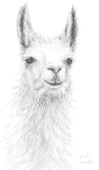 Bleed Area May Not Be Visible - Realistic Alpaca Drawing (525x700), Png Download