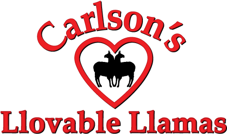 Carlson's Lovable Llamas (480x288), Png Download