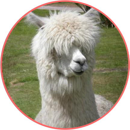 Although Not Quite As Soft As Alpaca Wool, Llama Wool - Furry Llama (432x432), Png Download