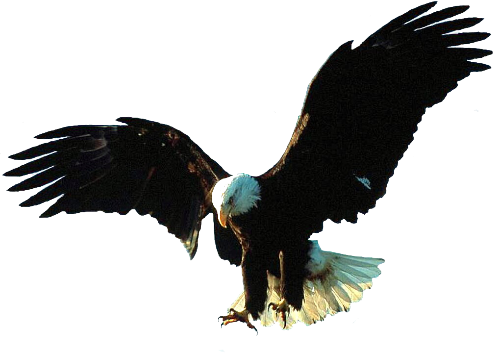 Aigle Bald Eagle, Wings, Animals, Image, Tube, Eagles, - Gif Animation Eagle Gif (1024x768), Png Download