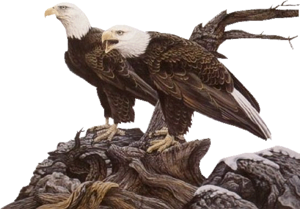 Png Images - Eagle - Gongbi (600x600), Png Download