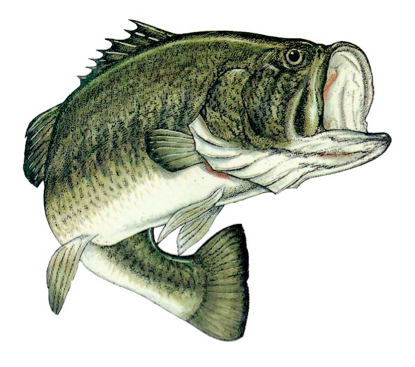 This Fish Is Called Large Mouth Bass It Got Its Name - Big Bass (579x366), Png Download