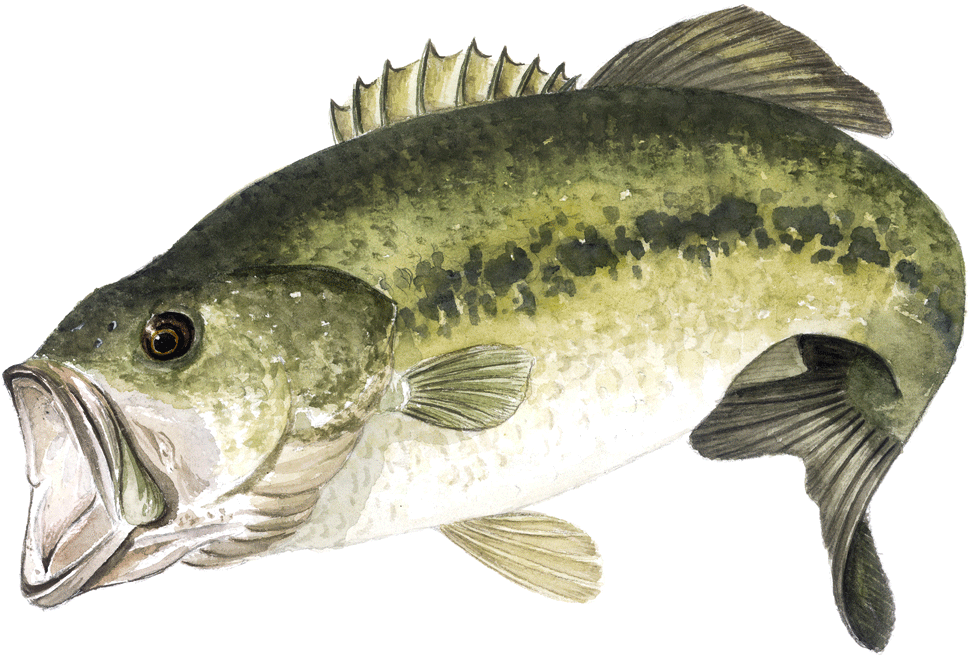 Download Black Bass Fishing Png Image With No Background Pngkey Com