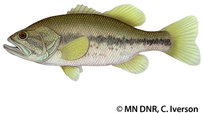 Largemouth Bass - Minnesota Largemouth Bass (400x300), Png Download