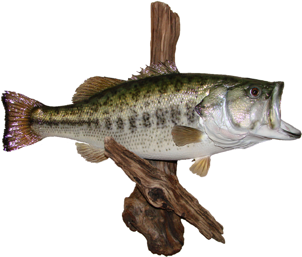 Largemouth Bass Mount - Black Crappie (650x555), Png Download