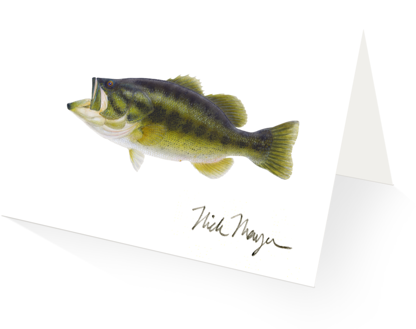 Largemouth Bass - Perch (1024x825), Png Download