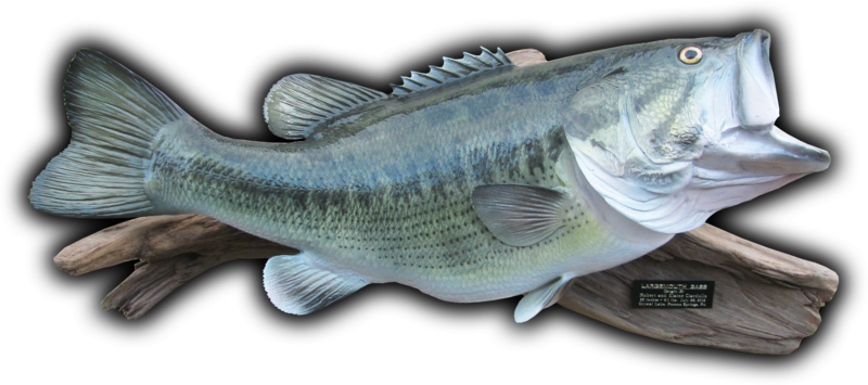24 1/2" Largemouth Bass Fish Mount Replica - Taxidermy (800x355), Png Download