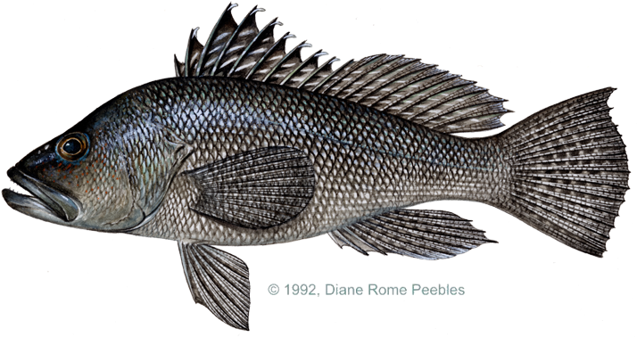 Black Bass Png