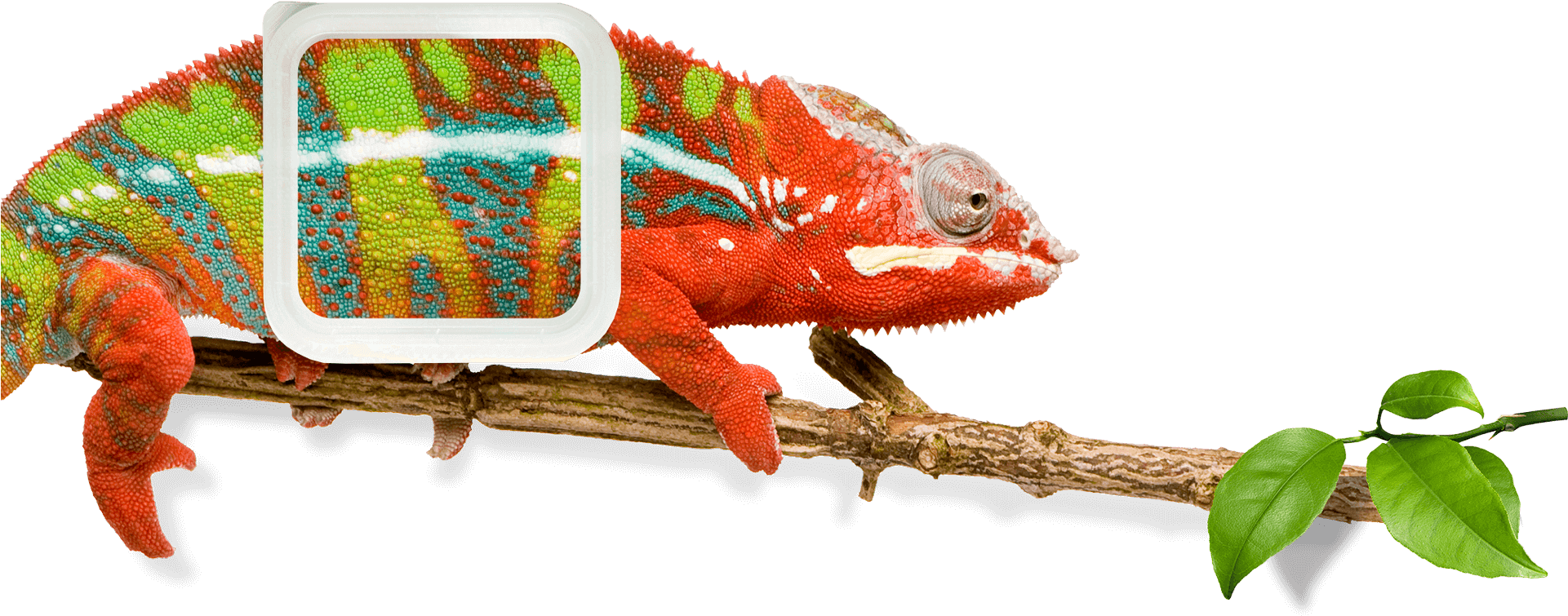 A Colorful Charmeleon With A Colorful Tech 2 Overcap - Exotic Animal Medicine: A Quick Reference Guide (1920x779), Png Download
