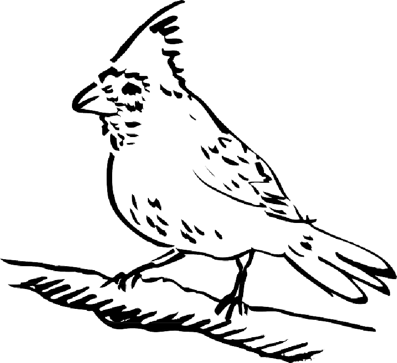 Mb Image/png - Clip Art Picture Of Bird Perched (800x731), Png Download