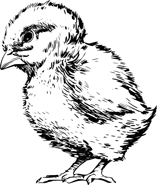 Baby Chick Drawing Svg Clip Arts 504 X 595 Px (504x595), Png Download