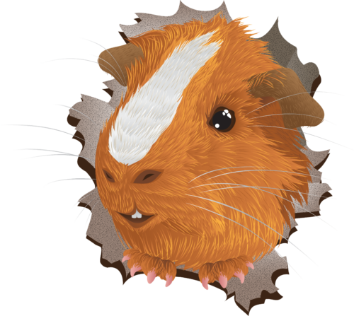 Surprise Pig - Guinea Pig (500x447), Png Download