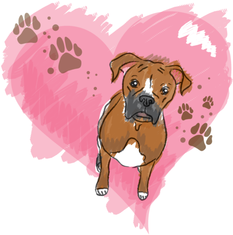 Boxer Love - Boxer Love Women's T-shirt (496x500), Png Download
