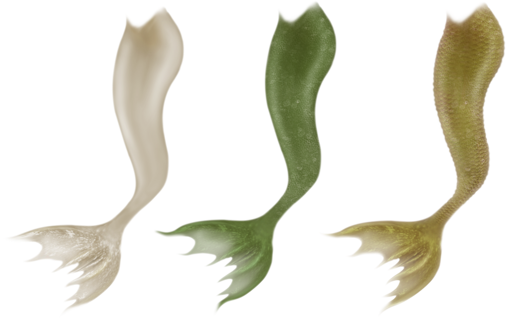 Mermaid Tail Clipart Mermaid Tale - Mermaid Tail High Res (1024x726), Png Download