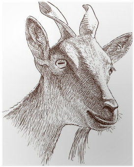 Poster Mountain Goat Head • Pixers® - Mountain Goat (400x400), Png Download