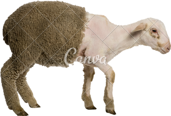 Shavedgoat3 - Merino Sheep Shaved (550x373), Png Download