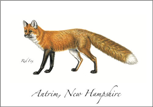 Red Fox - Thirty One Gifts (500x500), Png Download