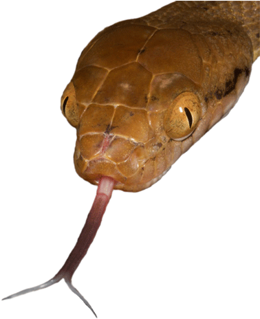 Png Mark O Shea The Jpg Library - Snake Tongue Transparent (400x601), Png Download